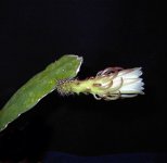 Weberocereus rosei